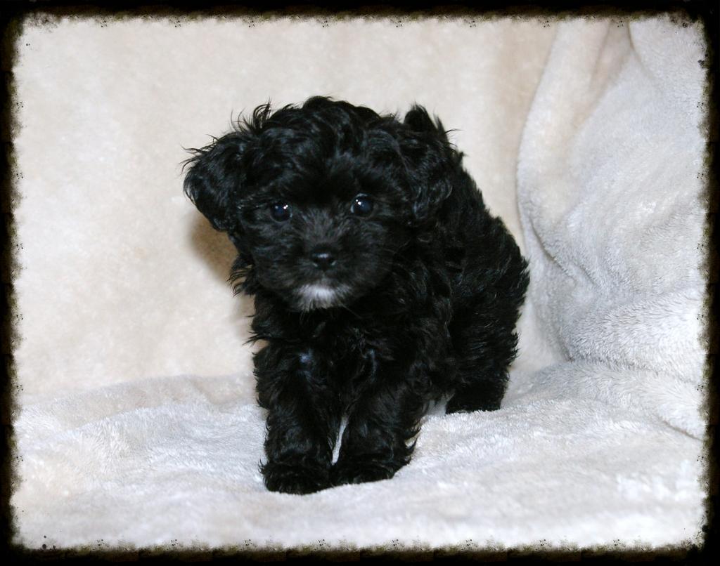 Cute Black Teacup Shih Tzu Puppies For Sale