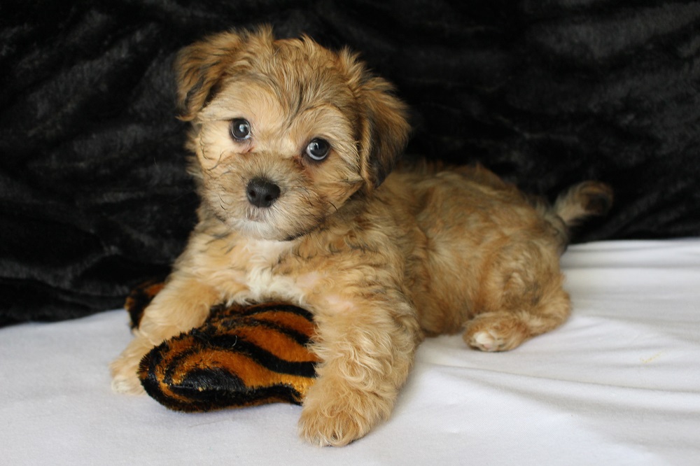 teacup shichon puppies for sale