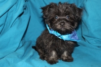 Bear Male CKC Havanese TOY SIZE EAW only 7 LBS has all shots including rabies $1800 AVAILABLE