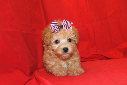 Holly Light Red Female CKC Morkipoo $1750 Ready on 9/18 SOLD