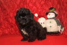 Scooter Male CKC Malshipoo $1750 BUT WAIT CHRISTMAS SPECIAL $999 Ready 11/25 SOLD MY NEW HOME WESTCLIFFE, CO