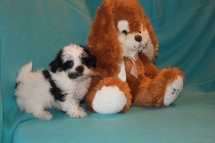 Monte Male CKC Havanese $1800 BUT WAIT PUPPY SPECIAL $1500 Ready 2/23 SOLD MY NEW HOME JACKSONVILLE, FL