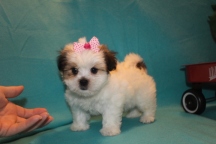 Lacey Female Imperial CKC Shih Tzu $1750 Ready 2/22 SOLD MY NEW HOME EDGEWATER, FL