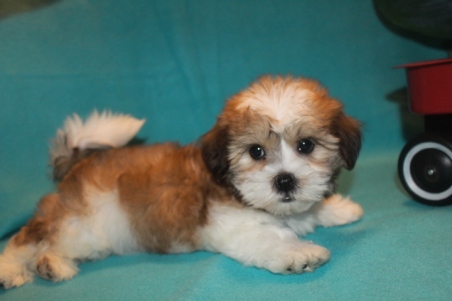 Logan Male Imperial CKC Shih Tzu $1750 Ready 2/22 SOLD MY NEW HOME JACKSONVILLE, FL