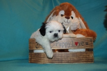 Polo Male Imperial CKC Shih Tzu $1750 Ready 3/10 SOLD MY NEW HOME ST AUGUSTINE, FL