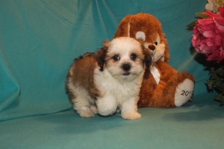 Luca Male Imperial CKC Shih Tzu $1750 BUT WAIT EASTER SPECIAL $999 Ready 2/22 SOLD MY NEW HOME JACKSONVILLE, FL