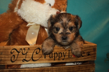 Elvis Male CKC Morkie $1750 Ready 3/28 SOLD MY NEW HOME ST AUGUSTINE, FL