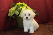 Peter Male CKC Havamalt $1750 PUPPY SPECIAL $1500 Ready 5/21 SOLD MY NEW HOME PLAINFIELD, IL 2.7 Lbs 7W3D