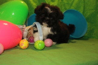 Tux Male Imperial CKC Shih Tzu $1750 BUT WAIT PUPPY SPECIAL $999 Ready 3/10 SOLD MY NEW HOME JACKSONVILLE, FL