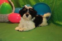 Mister Male CKC Havanese $1800 BUT WAIT PUPPY SPECIAL $1250 Ready 2/23 SOLD MY NEW HOME HIAWASSEE, GA