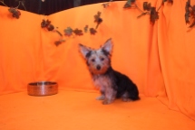 Twix Female CKC Yorkie $2000 BUT WAIT PUPPY SPECIAL $1000 WITH ALL VACCINES INCLUDING RABIES Ready 7/25 SOLD MY NEW HOME TAMPA, FL 4.12 lbs 16 wks old