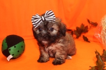 Star Female CKC Shihpoo $1750 Ready 9/23 SOLD MY NEW HOME JACKSONVILLE, FL 2.2LBS 7W4D