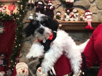 Reuben Male CKC Havanese $1750 BUT WAIT SPECIAL $1250 With all his vaccines including rabies Ready 9/27 SOLD MY NEW HOME ST AUGUSTINE, FL 4.7 LBS 14 weeks 0LD