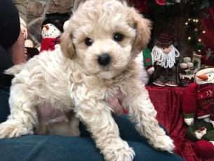 Squirt Male CKC Morkipoo $1750 Ready 11/20 SOLD MY NEW HOME ST AUGUSTINE, FL 2.2 Lbs 6W2D