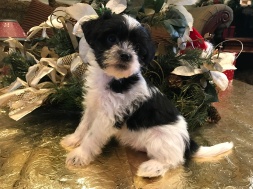 Sassy Female CKC Shorkipoo $1750 Ready 1/15 SOLD MY NEW HOME NEPTUNE BEACH, FL 2.7 lbs 6W4D Old
