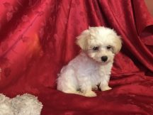 Beau Male CKC Morkipoo $1750 Ready 2/17 SOLD MY NEW HOME CHIN HILLS, CA 1.15lb 7w3d old