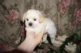 Evangelina Female CKC Havanese $1750 Ready 3/2 SOLD MY NEW HOME ST JOHNS, FL 1.14lbs 6w2d old