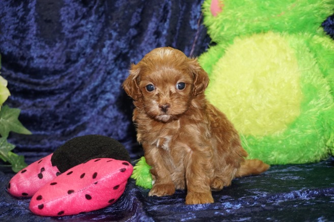 Sugar Female CKC Malshipoo $2000 Ready 9/5 SOLD MY NEW HOME MADISON, WI 1.4 lbs 4W4D Old