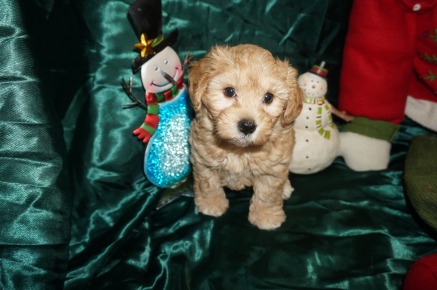Nick Male CKC Morkipoo $2000 BUT WAIT! SPECIAL! $1750 Ready 12/24 SOLD MY NEW HOME JACKSONVILLE, FL! 7wk3d old