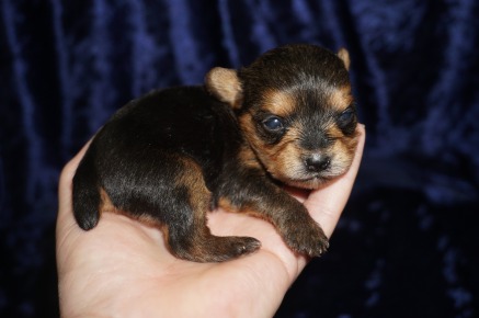 Sweet Pea Female CKC Yorkie $2000 Ready 2/6 SOLD MY NEW HOME JACKSONVILLE, FL 8.1 OZ 2wk2d old