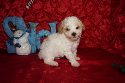 Chili Pepper Male Toy CKC Poodle $1750 Ready 12/23 HAS DEPOSIT MY NEW HOME PONTE VEDRA BCH, FL 1.10lbs 5wk2d old