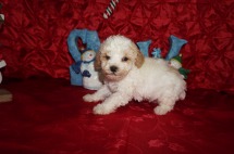 Chili Pepper Male Toy CKC Poodle $1750 Ready 12/23 HAS DEPOSIT MY NEW HOME PONTE VEDRA BCH, FL 1.10lbs 5wk2d old
