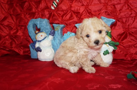 Spice Female Toy CKC Poodle $1750 Ready 12/23 HAS DEPOSIT MY NEW HOME JACKSONVILLE , FL 1.9lbs 5wk2d old