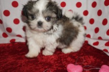 Lucas Male CKC Shih Tzu $1750 Ready 1/28 AVAILABLE 1.14lbs 6wk3d old