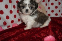Lucas Male CKC Shih Tzu $1750 Ready 1/28 AVAILABLE 1.14lbs 6wk3d old