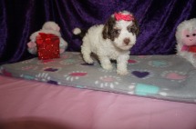 Elly May Clampett Female CKC Maltipoo $2000 Ready 2/23 SOLD MY NEW HOME WILLISTON, FL 1.12lbs 6weeks old