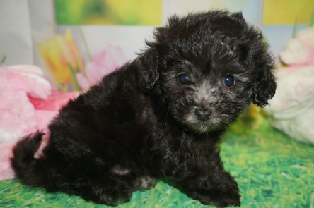 Scamp Male CKC Maltipoo $1750 Ready 3/30 SOLD MY NEW HOME FLEMING ISLAND, FL 1 lb 5oz 6 wks old