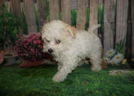 Tui (Boo) Male CKC Havapoo a/k/a Poovanese $2000 BUT WAIT SPECIAL $1750 Ready 4/19 W rabies and puppy vaccines SOLD MY NEW HOME JAX, FL 2.11 lbs 12 weeks old