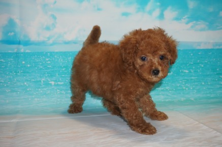 Pepsi (Ginger Rose) Female CKC Mini Labradoodle $2000 Ready 5/3 HAS DEPOSIT MY NEW HOME FLEMING ISLAND, FL 2.2 lbs 7W3D Old