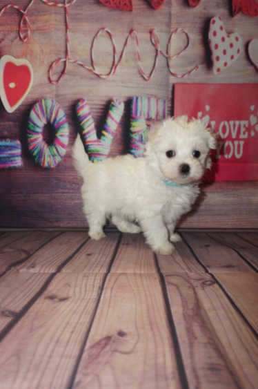 Smalls (Tripwire) Male CKC Maltese $2000 Ready 5/31 SOLD MY NEW HOME JACKSONVILLE, FL 1.10lbs 6wks4days old