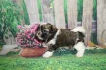 Squirt Male CKC Malshi $2000 Ready 5/24 SOLD MY NEW HOME JACKSONVILLE, FL 1.8 lbs 6W1D Old