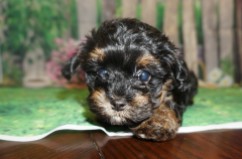 Egypt Female CKC Havapoo $1750 Ready 5/14 SOLD MY NEW HOME JACKSONVILLE, FL 1.13 lbs 7W3D old
