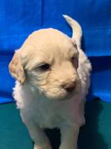 Boo Berry (Kai) Male Medium Aussie Labradoodle $2000 Ready 5/18 SOLD MY NEW HOME JACKSONVILLE, FL