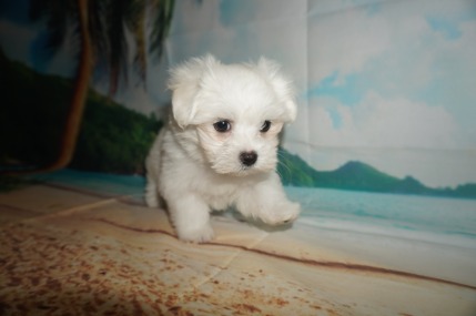 Yeah Yeah Male CKC Maltese $1750 Ready 5/31 SOLD MY NEW HOME JACKSONVILLE, FL 2.1 lbs 8W2D Old