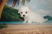 Benny Male CKC Maltese $1750 Ready 5/31 SOLD MY NEW HOME ST MARYS, GA 1.14 Lbs 8W2D Old
