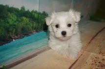Squints Male CKC Maltese $2000 Ready 5/31 SOLD MY NEW HOME JACKSONVILLE, FL 1.11 lbs 8W2D Old