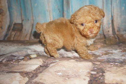 Big Red Male CKC Toy Poodle $2000 Ready 8/15 SOLD! MY NEW HOME JACKSONVILLE, FL 15.7oz 5W4D old