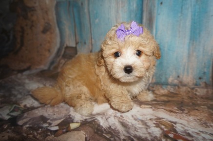 Mindy Female CKC Morkipoo $2000 Ready 8/8 SOLD MY NEW HOME JACKSONVILLE, FL 1.15LBS 6W4D OLD