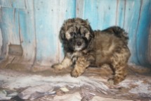 Hamburger Male CKC Shihpoo $1750 Ready 8/3 SOLD MY NEW HOME IS IN RIDGELAND, SC 3.1LBS 7W2D OLD