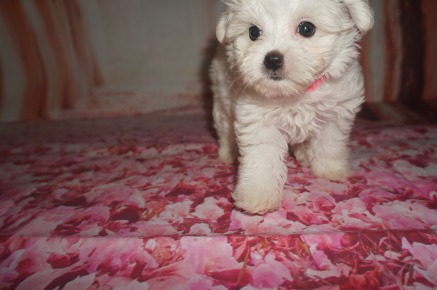 SOLD Dior Female CKC Morkie $2000 Discounted $1750 Ready 7/14 SOLD MY NEW HOME BRUNSWICK, GA 1.12 Lbs 8W2D Old
