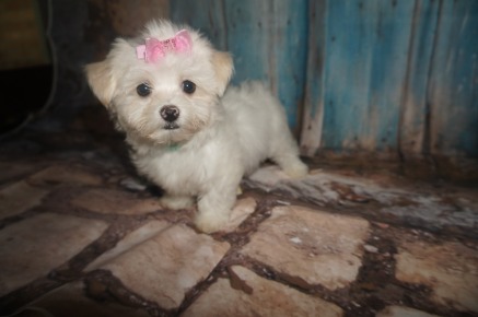 LoLo Female Havanese $1750 DISCOUNTED FOR INGUINAL HERNIA NOW $1250 Ready 7/20 SOLD MY NEW PALATKA, FL 2.5lbs 9W3D old