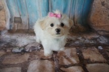 LoLo Female Havanese $1750 DISCOUNTED FOR INGUINAL HERNIA NOW $1250 Ready 7/20 SOLD MY NEW PALATKA, FL 2.5lbs 9W3D old