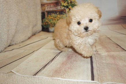 Orbit Male CKC Toy Poodle $2000 Ready 8/15 SOLD MY NEW HOME JACKSONVILLE, FL 1.2LBS 8WK OLD