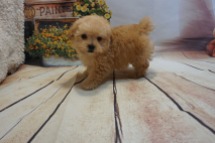 Bazooka Male CKC Toy Poodle $2000 JUST DISCOUNTED NOW $1750 Ready 8/15 SOLD MY NEW HOME ST MARYS, GA 1.8LBS 8WK OLD