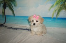 Rose Female CKC Maltipoo $1750 Ready 8/15 SOLD MY NEW HOME JACKSONVILLE, FL 2.11LB 10W OLD