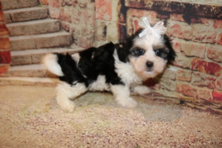 Pepsi Female Teddy Bear A/K/A Shichon $1750 Ready 11/1 SOLD MY NEW HOME ST JOHNS, FL 2.4lb 6w6d old